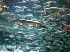 -瑞普利水族馆