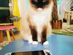 -猫在这儿猫咪咖啡馆·撸猫馆