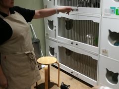 -东方名猫馆·英短金渐层布偶猫舍(环线广场1号楼店)