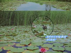 -苏州太湖湖滨国家湿地公园