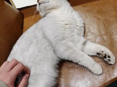 -藏猫猫咖啡主题馆(中央大道店)