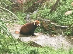 -都江堰中华大熊猫苑