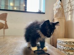 -楼上猫咖(罗湖店)