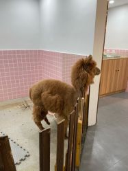 -Moni星球萌宠·小马宝莉·灵蛇·高端高阶全萌宠互动体验俱乐部(红豆国际广场店)
