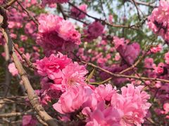 -桃花堤公园