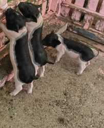 -萌宠亲子动物乐园(槐房万达店)