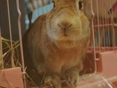 -藦茜花园宠物主题亲子互动体验馆(国顺东路店)