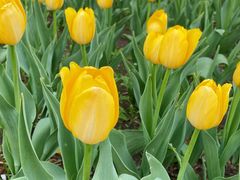 -长春公园(普阳街道)