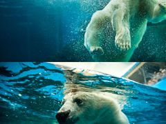 -海合安武汉极地海洋公园