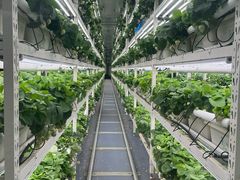 -建德果蔬乐园绪塘草莓基地