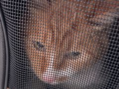 -汪喵宠物医院·骨科心脏影像·犬猫急重症ICU诊疗中心(成华分院)