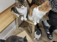 -李小姐の猫咖啡馆(五角场店)