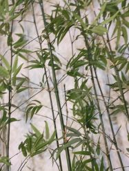 -盘子女人坊古装写真摄影(天津总店)