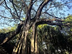 -瑞丽独树成林风景区