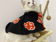 -Bastet sally猫舍购宠(静安店)