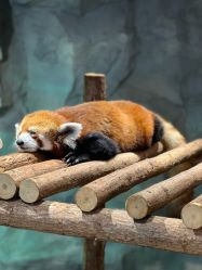 -Zoolung Zoolung动物主题公园(海信广场店)