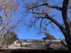 -北京艺术博物馆(万寿寺)