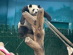 -沈阳森林动物园