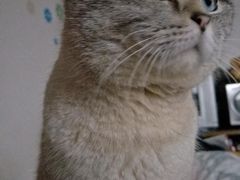 -艾贝尔宠物医院·狂犬免疫点(江山金象城店)