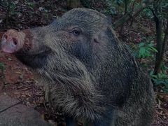 -梧桐山风景名胜区