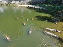 -广东茂名森林公园