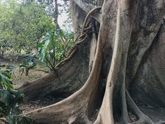 -中国科学院西双版纳热带植物园