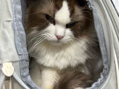 -嘉馨宠物医院·CT影像转诊·心脏科·犬猫全科诊疗中心(下沙大学城院区)