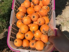 -塘栖枇杷特色园区