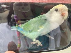 -瑞派·关忠动物医院·异宠专科·犬猫肿瘤·皮肤专科(望京店)