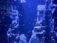 -海合安武汉极地海洋公园