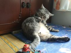 -泡泡玛特POPMART(合生汇店)