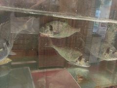 -万鱼亭 日本料理(无锡香山名园店)
