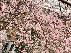 -桃花堤公园