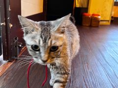 -猫岛主趣味餐厅(鼓浪屿店)