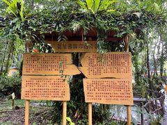 -莫里热带雨林景区