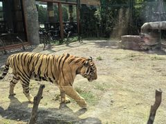 -上海野生动物园老虎餐厅