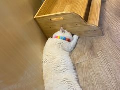 -momokira米努特·德文卷毛猫·棉花面纱犬