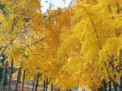 -三里屯东五街银杏大道