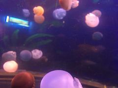 -芜湖新华联大白鲸海洋公园