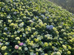 -苏州上方山国家森林公园