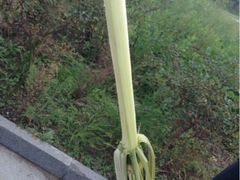 iphone_upload_pic-丫丫蟹庄·苏式园林农家乐·阳澄湖大闸蟹(阳澄湖莲花岛店)