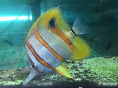 -悉尼海洋生物水族馆