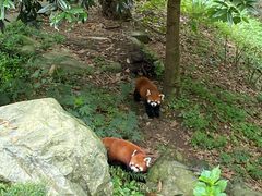 -都江堰中华大熊猫苑