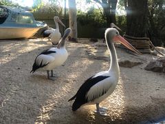 -费瑟代尔野生动物园