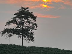 -白茶原·一片叶子
