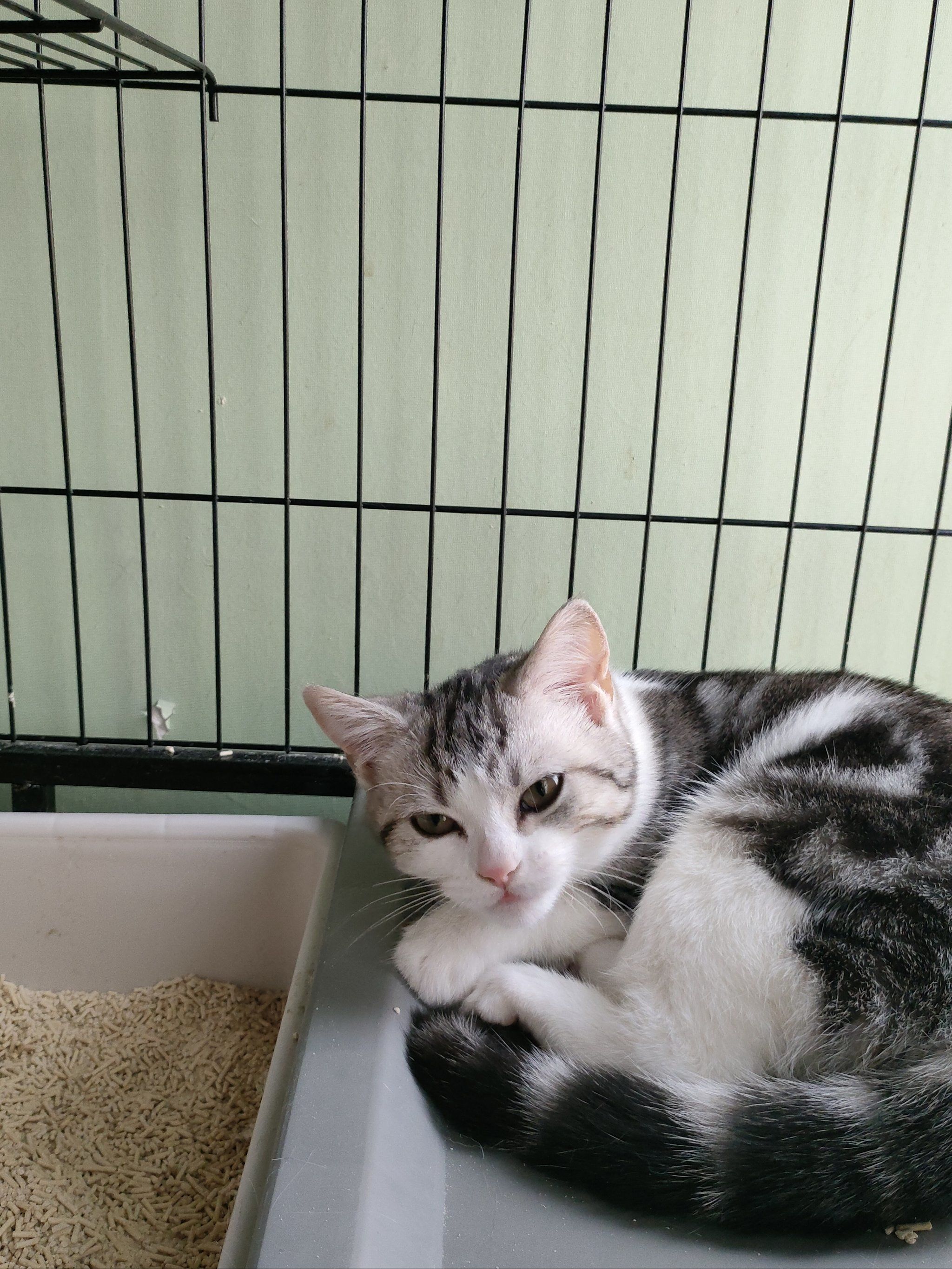 出售美短虎斑猫,单只1000元,两只打包