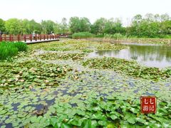 -长兴太湖图影湿地文化园