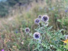 -白草畔自然风景区