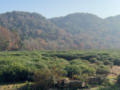 -中国茶叶博物馆(双峰馆区)