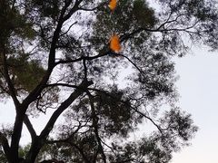 -金鸡山公园